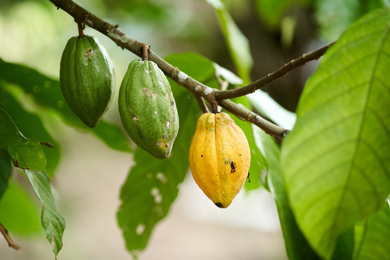 pexels-messina-14436362